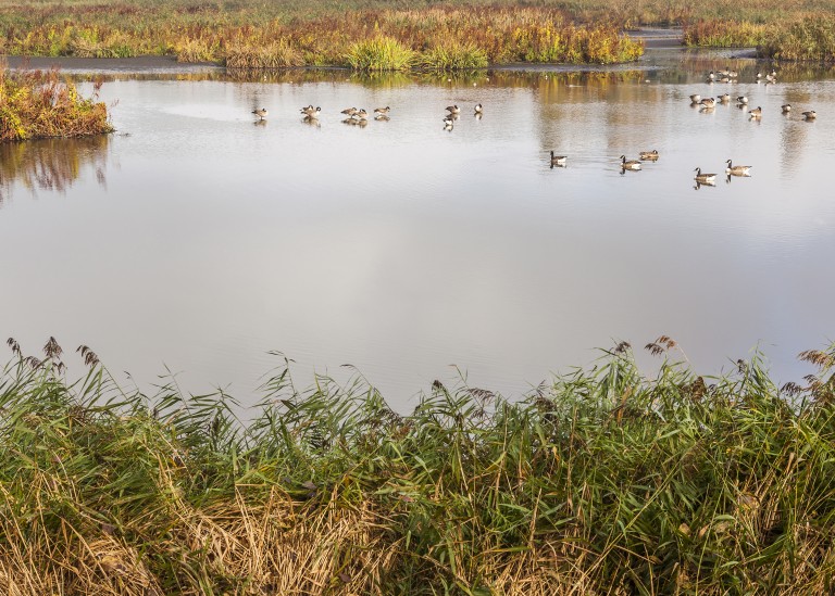 glenn vanderbeke, landschapsfotografie, landschapsfotograaf, fotografie molsbroek, foto uitstap, foto dagtrip, fotografische dagtrip, west-vlaamse fotografen, west-vlaamse fotograaf, lokeren, molsbroek, natuurreservaat, wandelen in Lokeren, natuurreservaat Lokeren, Natuur in Lokeren, locatie Molsbroek