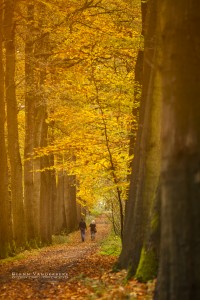 Workshop herfstfotografie van Bob Luijks in het Drongengoedbos © West-Vlaamse landschapsfotograaf Glenn Vanderbeke