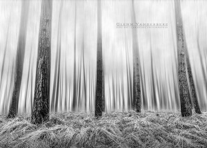 Dennenbos, Kalmthoutse Heide © West-Vlaamse landschapsfotograaf Glenn Vanderbeke