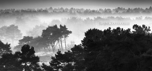 Zicht vanuit de brandtoren, Kalmthoutse Heide © West-Vlaamse landschapsfotograaf Glenn Vanderbeke