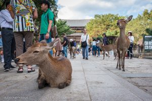 glenn vanderbeke, landschapsfotograaf, reisfotograaf, reisfotografie, japan, Nara Park, Deer Park, Nara