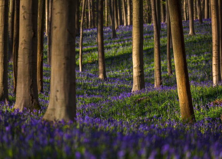 glenn vanderbeke, landscahpsfotografie, landschapsfotograaf, Halle, Hallerbos, wilde hyacinten, boshyacinten, fotografie hallerbos, foto uitstap, foto dagtrip, fotografische dagtrip, paarse bloemetjes fotograferen, boshyacinten locatie, boshyacinten fotograferen, wandelen tussen de boshyacinten, wandelen hallerbos, wandeling hallerbos, het paarse hallerbos