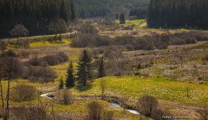 glenn vanderbeke, landscahpsfotografie, landschapsfotograaf, Luik, Bullingen, narcissen, narcissenwandeling, narcisvelden, holzwarche, wilde narcissen