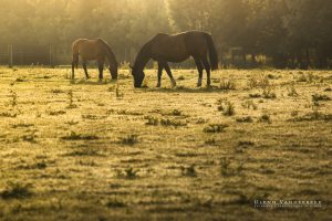 glenn vanderbeke, landschapsfotografie, landschapsfotograaf, fotografie molsbroek, foto uitstap, foto dagtrip, fotografische dagtrip, west-vlaamse fotografen, west-vlaamse fotograaf, lokeren, molsbroek, natuurreservaat, wandelen in Lokeren, natuurreservaat Lokeren, Natuur in Lokeren, locatie Molsbroek