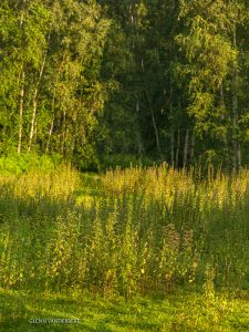 glenn vanderbeke, landschapsfotografie, landschapsfotograaf, fotografie molsbroek, foto uitstap, foto dagtrip, fotografische dagtrip, west-vlaamse fotografen, west-vlaamse fotograaf, lokeren, molsbroek, natuurreservaat, wandelen in Lokeren, natuurreservaat Lokeren, Natuur in Lokeren, locatie Molsbroek