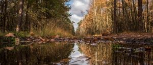 glenn vanderbeke, landschapsfotografie, landschapsfotograaf, foto uitstap, foto dagtrip, fotografische dagtrip, west-vlaamse fotografen, west-vlaamse fotograaf, Foto uitstap, Overpelt, het hobos, hobos, bosfotografie