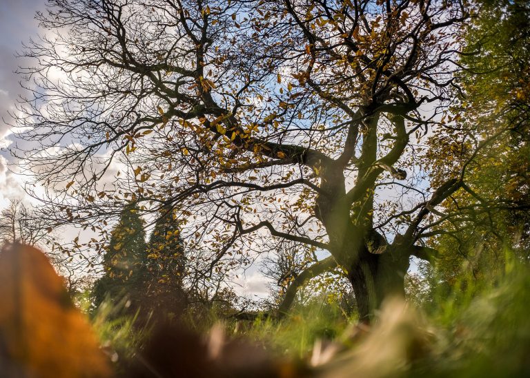 glenn vanderbeke, landschapsfotografie, landschapsfotograaf, foto uitstap, foto dagtrip, fotografische dagtrip, west-vlaamse fotografen, west-vlaamse fotograaf, Foto uitstap, Overpelt, het hobos, hobos, bosfotografie