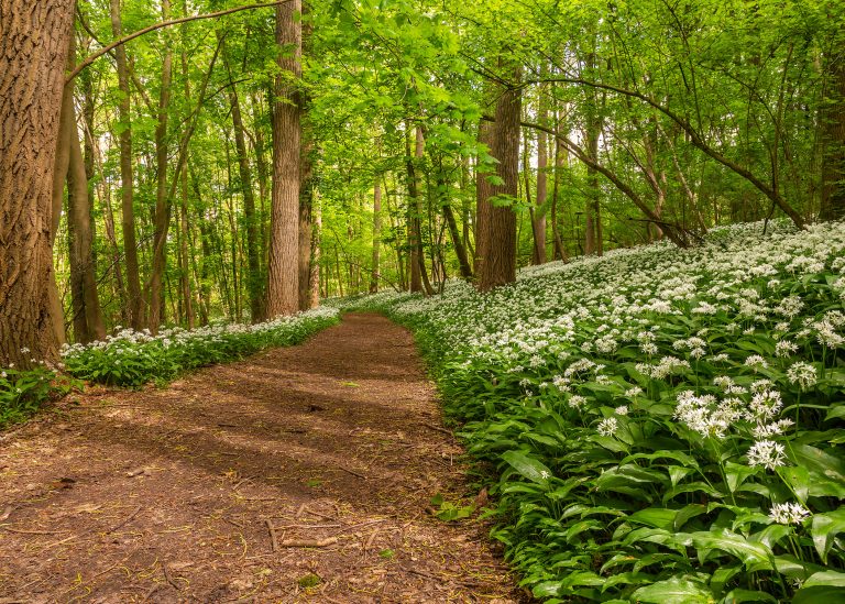 glenn vanderbeke, landschapsfotografie, landschapsfotograaf, foto uitstap, foto dagtrip, fotografische dagtrip, west-vlaamse fotografen, west-vlaamse fotograaf, Foto uitstap, Vlaanderen, Oost-Vlaanderen, waar daslook fotograferen?, daslook, daslook fotografie, Raspaillebos, daslook Raspaillebos, wilde hyacinten Raspaillebos, boshyacinten Raspaillebos