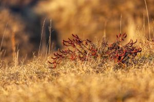 glenn vanderbeke, landschapsfotografie, landschapsfotograaf, foto uitstap, foto dagtrip, fotografische dagtrip, west-vlaamse fotografen, west-vlaamse fotograaf, Foto uitstap, Vlaanderen, West-Vlaanderen, Duinwandeling, duinbeleving, duinwandeling koksijde, foto uitstap Koksijde, wat te doen Koksijde, wat te zien Koksijde, fotografie Koksijde, duinfotografie, Foto's duinen, Fotografie duinen