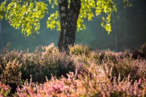 glenn vanderbeke, landschapsfotografie, landschapsfotograaf, foto uitstap, foto dagtrip, fotografische dagtrip, fotografie uitstap, west-vlaamse fotografen, west-vlaamse fotograaf, Vlaanderen, West-Vlaanderen, Brugge, fotogafie Brugge, fotograaf Brugge, Heide in bloei, paarse Heide, Dophei in bloei, Struikhei in bloei, Paarse bloemetjes, Heide fotografie, Heide fotograferen, Heide West-Vlaanderen, Heidefotografie, Paarse heide locaties, paarse heide west-vlaanderen, beisbroek heide in bloei