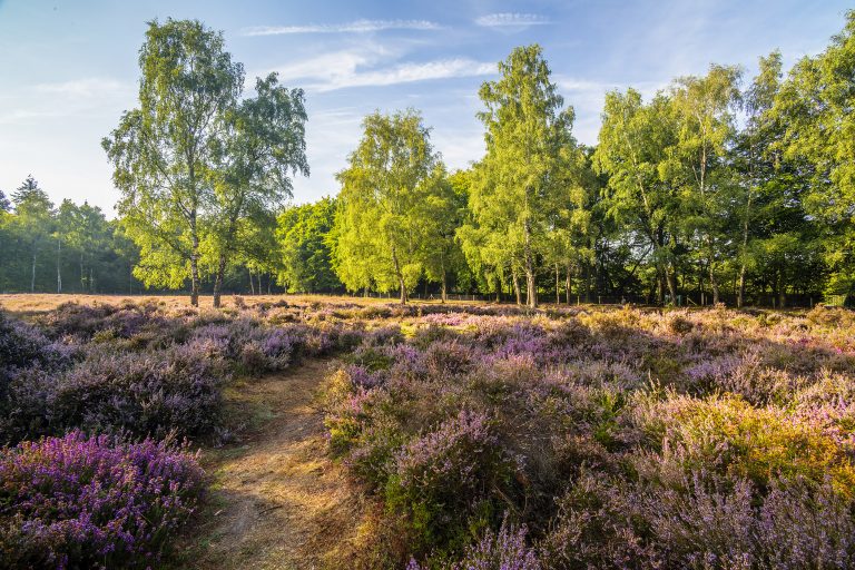 BEISBROEK HEIDE IN BLOEI