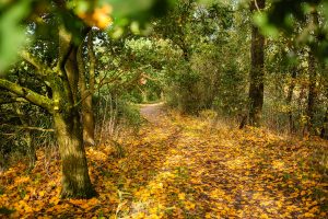Hageven in Pelt (Neerpelt), West-Vlaamse landschapsfotograaf Glenn Vanderbeke