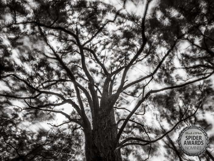 Glenn Vanderbeke, landschapsfotograaf, landscape photographer belgium, belgian landscape photographer, belgian fine art photographer, West-Vlaamse landschapsfotograaf, Monocrhome Photography Awards, MonoAwards, fine art photography, Park Zandbergen, Edegem, Antwerpen, b&w spider awards, b&w spider awards nominee