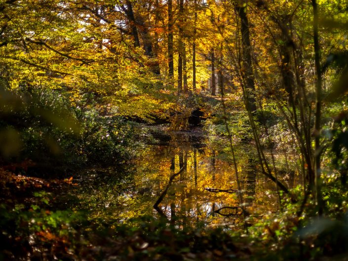 Provinciedomein d'Aertrycke te Torhout, Herfst © Glenn Vanderbeke