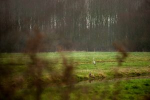 landschapsfotografie, landschapsfotografie in het provinciedomein Zeebos, Kijkhut in het Provinciedomein Zeebos - Blankenberge, West-Vlaams landschapsfotograaf Glenn Vanderbeke, birdwatching in Blankenberge, vogelspotten in Blankenberge