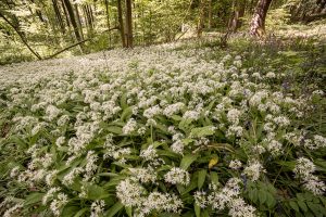 glenn vanderbeke, landschapsfotograaf, landschapsfotografie, landschapsfotografie belgië, waar voorjaarsbloemen fotograferen, voorjaarsbloeiers, daslook, daslook oost-vlaanderen, daslook in het neigembos, neigembos, neigembos wandeling, wandelen in neigembos