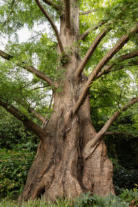kruidtuin van Brussel, kruidtuin Brussel, landschapsfotografie, landschapsfotograaf België