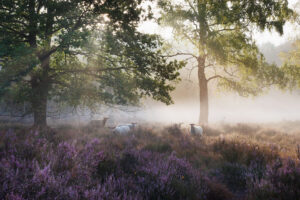Beisbroekheide in Brugge tijdens een mistige ochtend © Glenn Vanderbeke