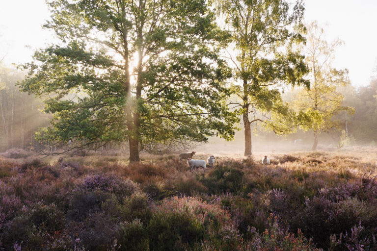 Beisbroekheide in Brugge tijdens een mistige ochtend © Glenn Vanderbeke
