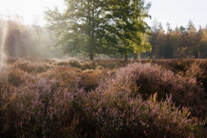 Beisbroekheide in Brugge tijdens een mistige ochtend © Glenn Vanderbeke