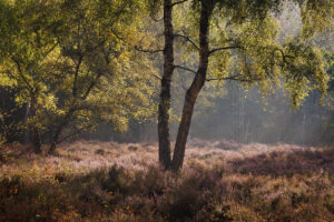 Beisbroekheide in Brugge tijdens een mistige ochtend © Glenn Vanderbeke